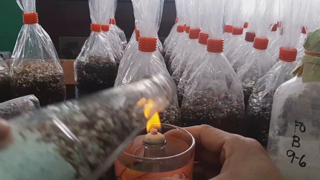 fast track making oyster mushroom spawn. смотреть онлайн