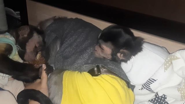 ?Любовь морковь по обезьяньи? #monkey #обезьян #petmonkey #macaque смотреть онлайн