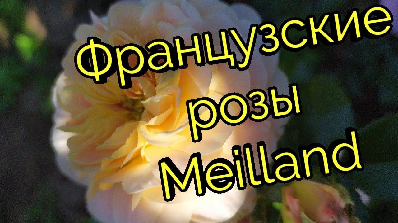 Французские розы Meilland с названием сортов. смотреть онлайн
