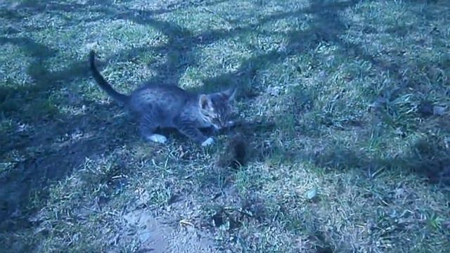 Котёнок Мася ловит крота. Весна, солнце, травка и серенький котёнок! смотреть онлайн