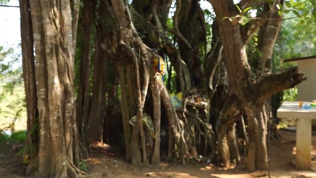 Бушкрафт поход по джунглям смотреть онлайн