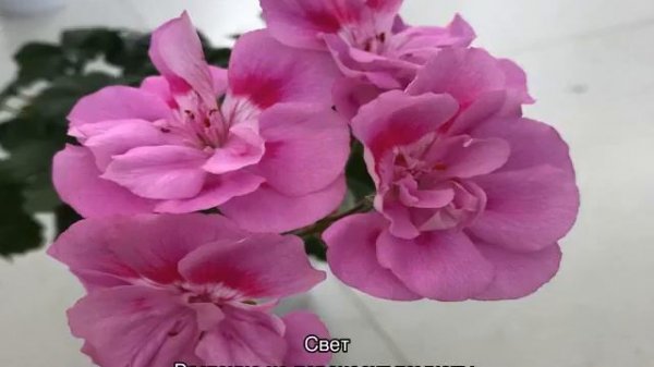 Пеларгония зональная (Pelargonium zonale) — описание