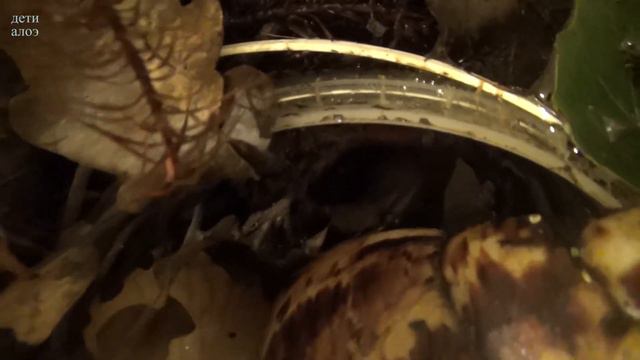 Купание красотки. Ищем партнёра - Ахатина ретикулята. смотреть онлайн