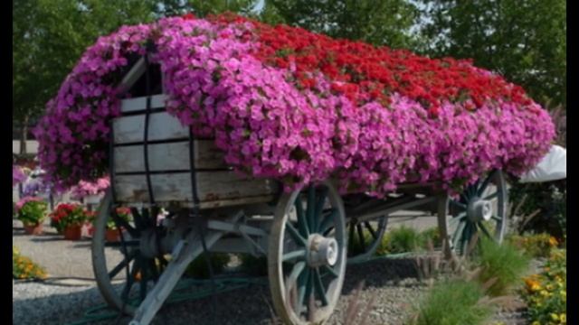 ?Клумбы из петуний. Пользуйся идеями!? смотреть онлайн
