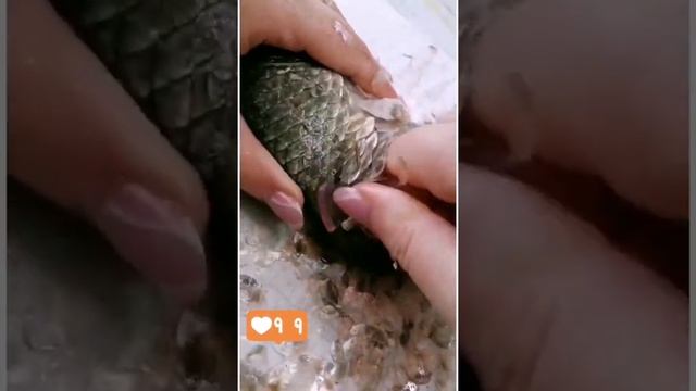 Тазик карасей, что делать. смотреть онлайн