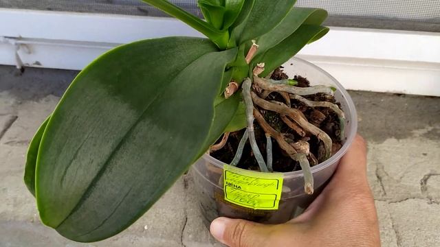 Как ухаживать за орхидеей после покупки. Как поливать орхидею, чтобы НЕ ГНИЛА. Как нарастить корни. смотреть онлайн