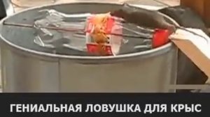 ловушка для крыс и мышей!