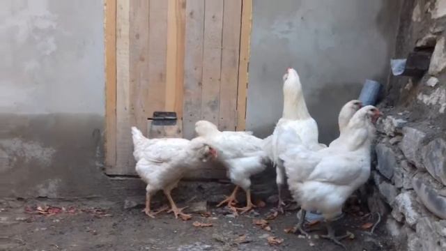 Редкие породы кур!!! смотреть онлайн
