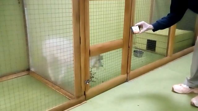 Обезьяна и лиса, контактный зоопарк на Арбате, Москва