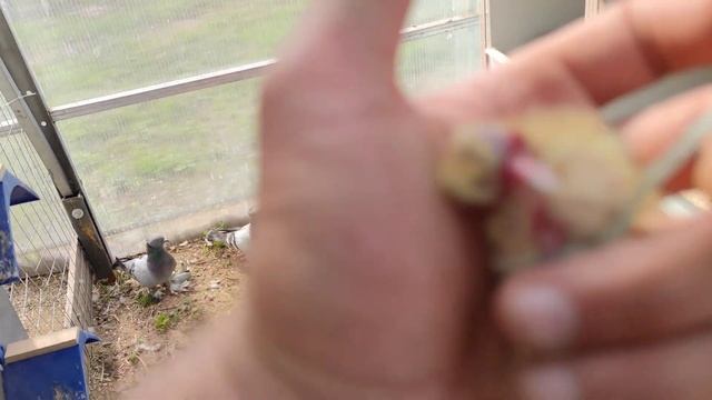 голубь убивает своего пискуна ! причина ? смотреть онлайн
