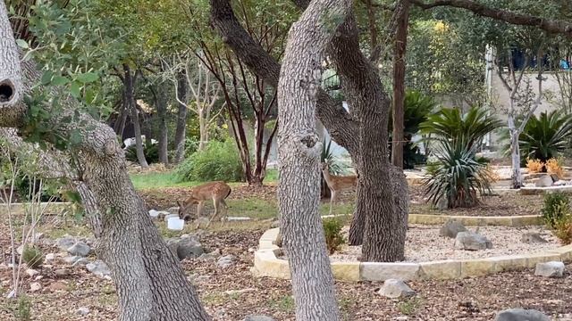 Мама Косуля....Нашлась!!! Но Раненая ... Остается только догадываться...Wounded Mama Deer! смотреть онлайн