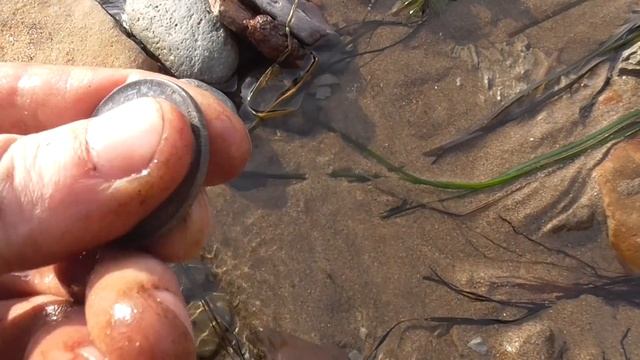 Пляжный поиск. Как я нашёл раритетную монету. Сахалин. смотреть онлайн