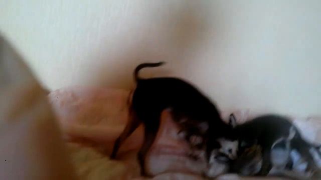 Тойчики - Собаки (Той Терьер) смотреть онлайн