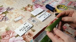 ??КАК УСКОРИТЬ ПРОРАСТАНИЕ СЕМЯН ТОМАТОВ в СОКЕ АЛОЭ