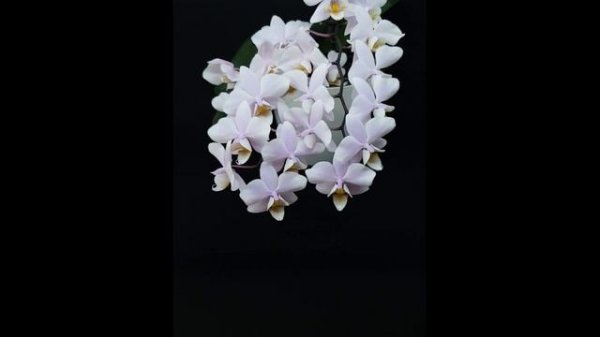 Phalaenopsis Pinlong Cherry