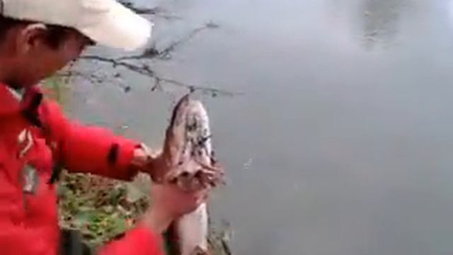 D.I.Y Fishing р.Протва.щука на 4700 на лайт смотреть онлайн