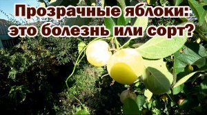 Прозрачные яблоки. Бывает ли такое?