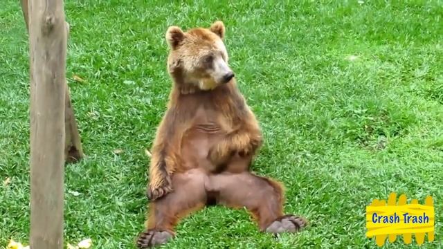Медведь зажигает смотреть онлайн