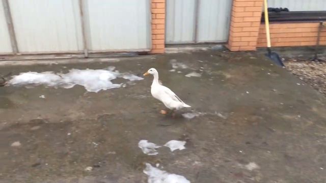 Куда пропала зима ? Где Дед Мороз ? смотреть онлайн