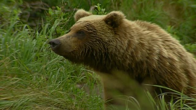 Staying Safe in Bear Country смотреть онлайн