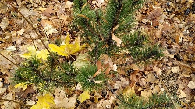 7 ноября-народный праздник ДЕДОВСКИЕ ПЛАЧИ.ДЕНЬ ПЛАЧА. От судьбы не уйти.Народные приметы смотреть онлайн