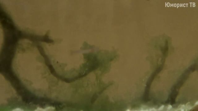 ПОДВОДНЫЙ ТЕРРАРИУМ. АКВАМИР [ГОД СПУСТЯ] смотреть онлайн