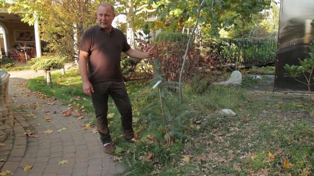 Кедр гималайский смотреть онлайн