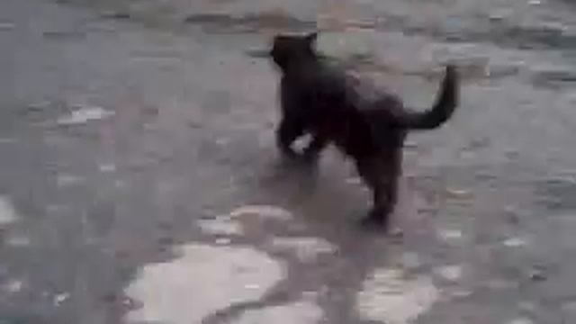 Наблюдение за кошками