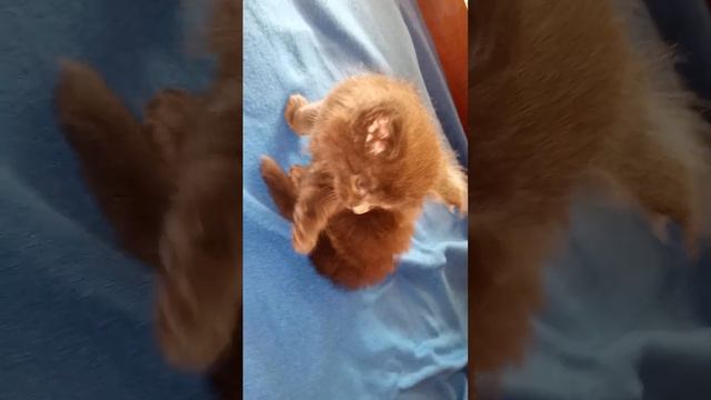 мини видеоролики для будущих владельцев этой голубой леди породы мейн-кун(1) смотреть онлайн