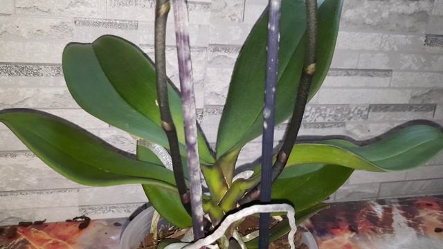 ПОКУПКИ ОРХИДЕЙ// 12.07.24// смотреть онлайн