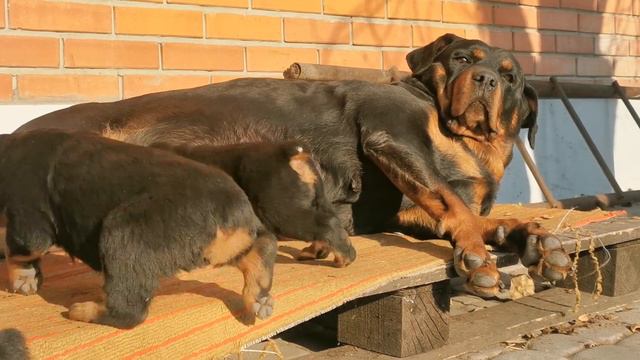 Пейте дети молоко, будете здоровы. смотреть онлайн