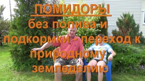 75, ПОМИДОРЫ без подкормок. Переход к ПРИРОДНОМУ земледелию без полива и удобрений!
