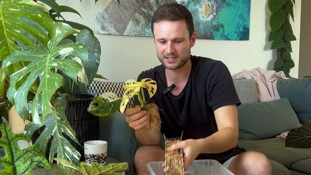CAN I SAVE THIS FULLY WHITE MONSTERA ADANSONII? смотреть онлайн