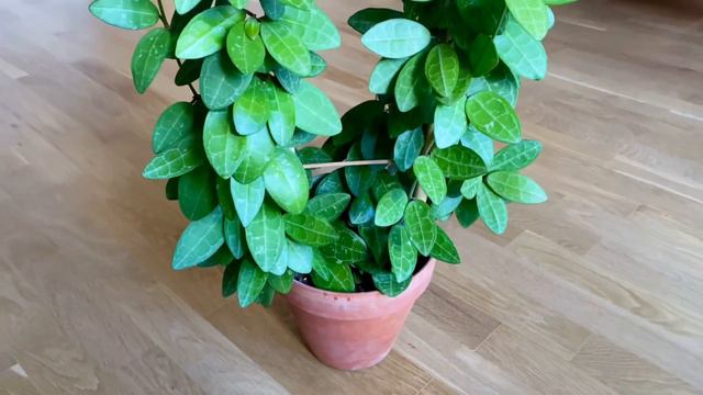 С таким размахом у меня ещё ни кто не цвёл! смотреть онлайн