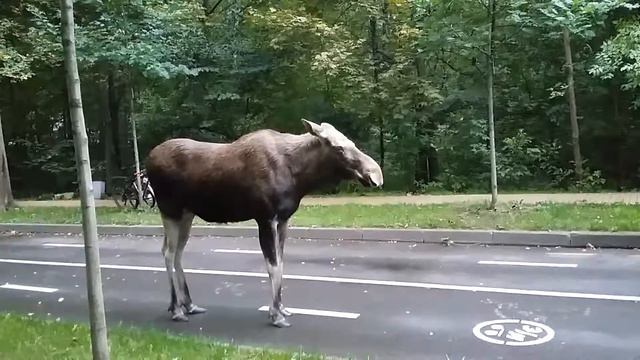 история о том, как милфа и ее охрипший сын искали лося и нашли смотреть онлайн