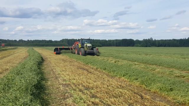 Заготовка гороха на силос граблями | Harvesting Of Peas For Silage Merger | Merger Merge Maxx 902