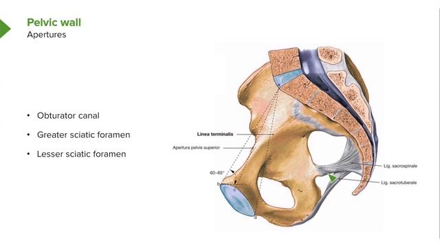 09. Pelvis Pelvic Wall And Floor