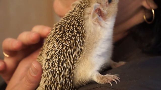 Ушастый ёж Эндрю. Акция «Стань звездой» PetShopTop смотреть онлайн