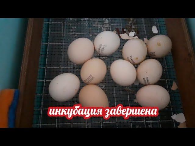 завершение инкубации... результат хороший... смотреть онлайн
