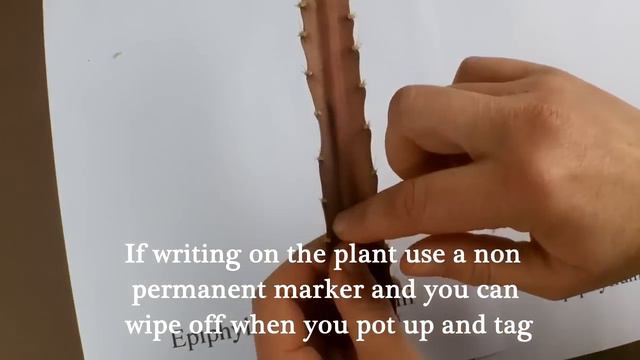 Epiphyllum Part 2 How to take cuttings of Epiphyllum смотреть онлайн