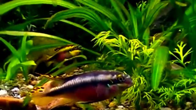 #Aquarium. Pelvicachromis pulcher. Попугайчики. смотреть онлайн