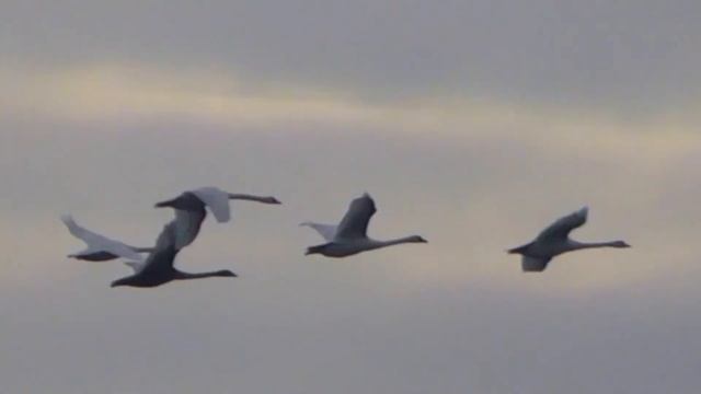 Полёт лебедей смотреть онлайн