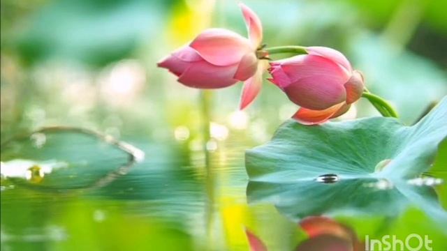 Mantra "Humme Hum Tumee Tum Wahe Guru " Mirabai Ceiba. Хами хам Туми тум Вахэ Гуру смотреть онлайн