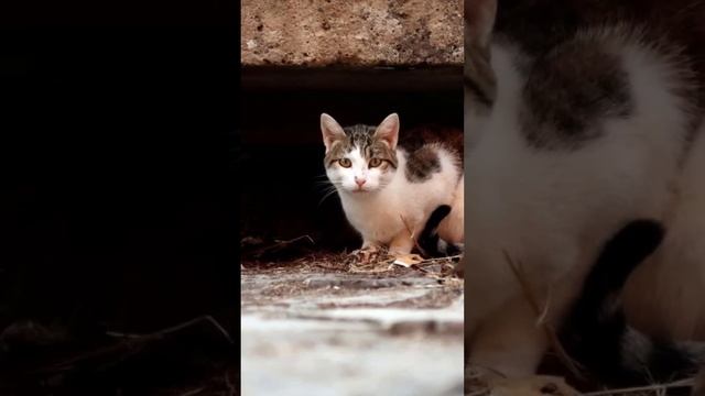 УЖАСНАЯ ТАЙНА, КОТ ВЫПРЫГИВАЛ ИЗ ОКНА КАЖДУЮ НОЧЬ, И ВЫ НЕ ПОВЕРИТЕ ... #shorts смотреть онлайн