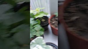 пеларгонии в декабре не очень презентабельно, но им тоже требуется перезагрузка