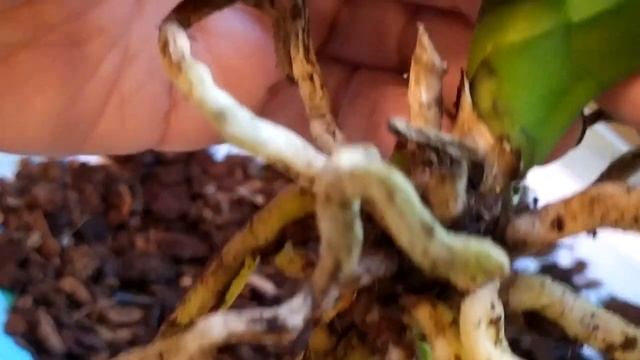 срочная пересадка орхидеи чтобы её не потерять.urgent orchid transplant so as not to lose it. смотреть онлайн