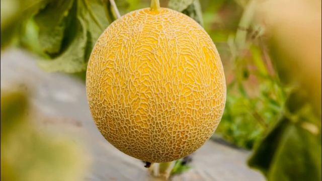 ДЫНЯ ЗОЛОТОЙ НЕКТАР - СРЕДНЕСПЕЛЫЙ ЯРКИЙ С НЕЖНОЙ СОЧНОЙ ТАЮЩЕЙ МЯКОТЬЮ СОРТ смотреть онлайн