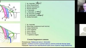Топография мышц бедра. Мышечная и сосудистая лакуны. Бедренный и приводящий канал.