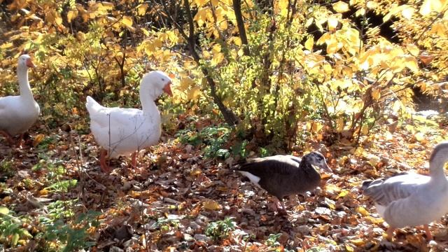 Гуси идут гуськом