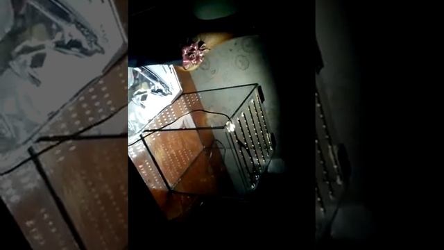 Аквариум смотреть онлайн